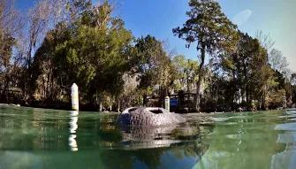 The Real Florida Adventure
