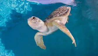 turtle at Clearwater Aquarium
