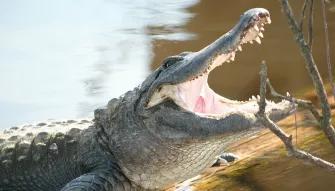 Smiling Alligator at Gatorland in Florida