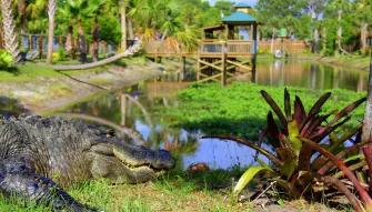 See giant alligators at Wild Florida Gator Park
