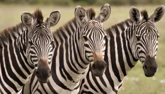 Zebras at Wild Florida Gator Park