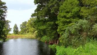 See unspoilt natural beauty on a Wild Florida Airboat Ride