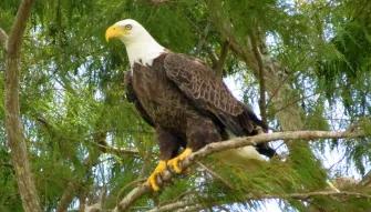 Bald eagle in the Central Florida Everglades