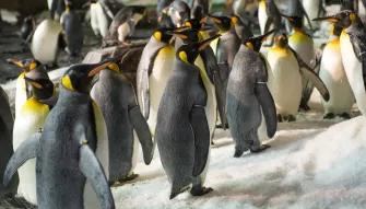King penguins at SeaWorld Orlando