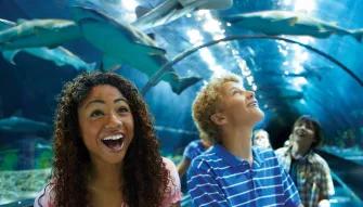 Teens walking through the Shark Tunnel at SeaWorld Orlando