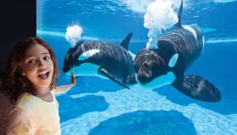Girl interacting with an orca at SeaWorld Orlando