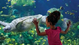 Boy interacting with a turtle at SeaWorld Orlando
