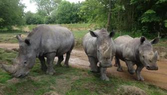 ZUFARI - White Rhinos at Chessington World of Adventures
