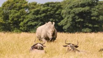 Knowsley Safari Park Family Ticket Gift Experience