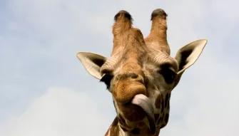 Knowsley Safari Park Family Ticket Gift Experience