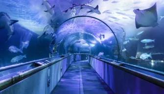 Go City: San Francisco All-Inclusive Pass Aquarium of the Bay