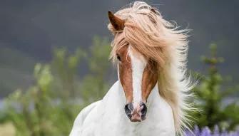 Viking Horse & Golden Circle