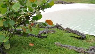 Real Florida Adventures Boggy Creek Airboat Adventure Real Florida Adventures Boggy Creek Airboat Adventure