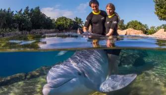 Guests interacting with a Dolphin at Discovery Cove