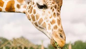 Real Wild Florida Adventure