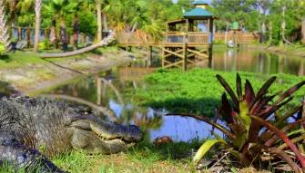 Real Wild Florida Adventure Real Wild Florida Adventure