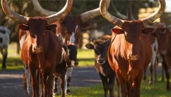 Real Wild Florida Adventure Real Wild Florida Adventure