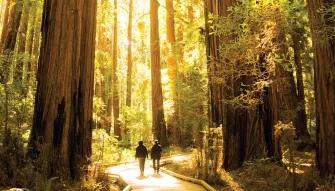Muir Woods & Sausalito Tour