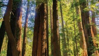 Muir Woods & Sausalito Tour