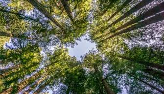 Muir Woods & Sausalito Tour
