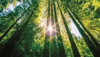 Muir Woods & Sausalito Tour