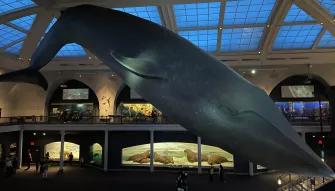 Blue Whale at American Museum of Natural History
