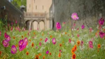 Superbloom at Tower of London and entry to Tower of London