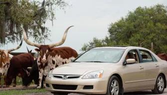 Wild Florida Drive Thru Safari Wild Florida Drive Thru Safari