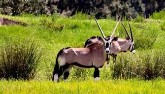 Wild Florida Drive Thru Safari Wild Florida Drive Thru Safari