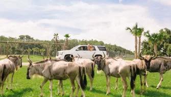 Wild Florida Drive Thru Safari Wild Florida Drive Thru Safari