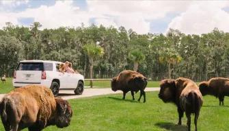 Wild Florida Drive Thru Safari Wild Florida Drive Thru Safari