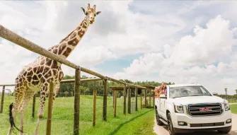 Wild Florida Drive Thru Safari Wild Florida Drive Thru Safari