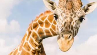 Wild Florida Drive Thru Safari Wild Florida Drive Thru Safari