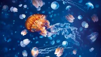 SEA LIFE London Aquarium