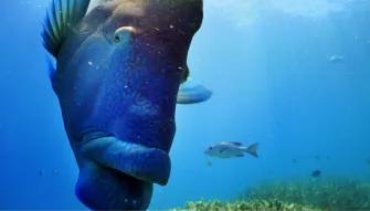 Great Barrier Reef Adventure