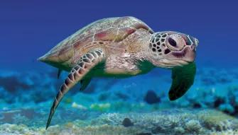 Great Barrier Reef Adventure Great Barrier Reef Adventure