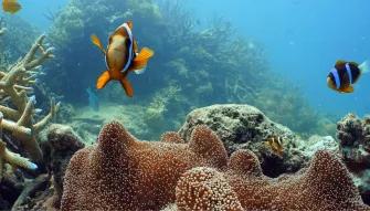 Great Barrier Reef Adventure