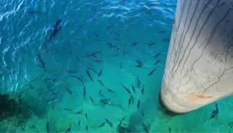 Green Island Discovery Cruise