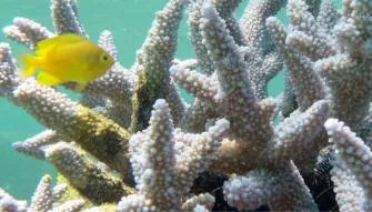 Green Island Eco Adventure