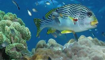 Green Island Eco Adventure