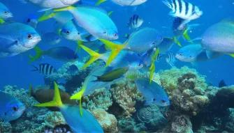 Green Island Eco Adventure