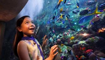 The Lost Chambers Aquarium in Dubai