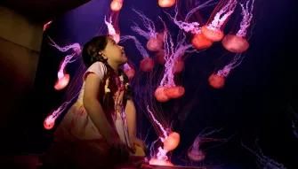 The Lost Chambers Aquarium in Dubai