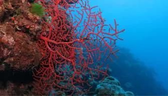Outer Barrier Reef Adventure Outer Barrier Reef Adventure