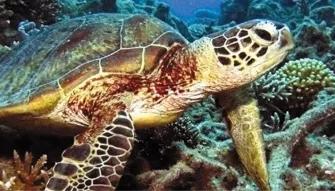 Wavedancer Low Isles Reef Cruise