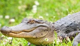 Airboat Swamp Tour from New Orleans Airboat Swamp Tour from New Orleans