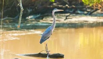 Airboat Swamp Tour from New Orleans Airboat Swamp Tour from New Orleans