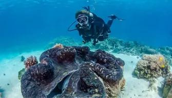 Silversonic Outer Barrier Reef Silversonic Outer Barrier Reef