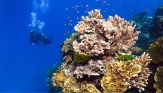 Silversonic Outer Barrier Reef Silversonic Outer Barrier Reef