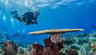 Silversonic Outer Barrier Reef